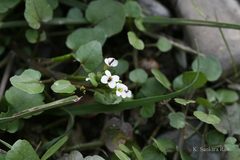 Arcyosperma primulifolium